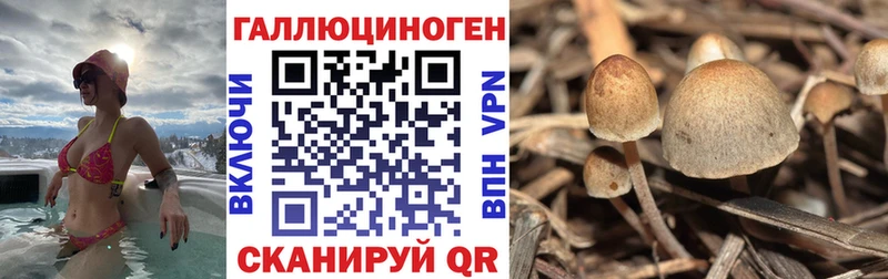 Купить где  Кореновск  Галлюциногенные грибы Psilocybine cubensis 